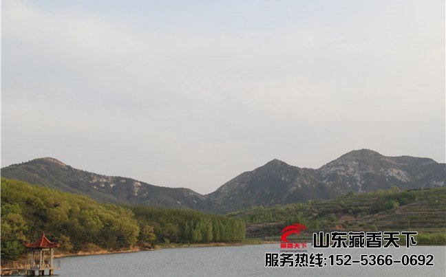 西藏藏香猪育种基地