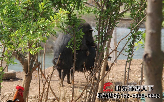 在哪里可以买到藏香猪猪种