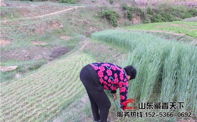 西藏林芝藏香猪养殖