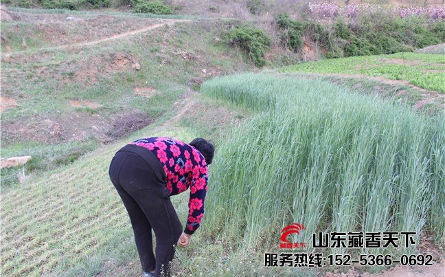 西藏林芝藏香猪养殖