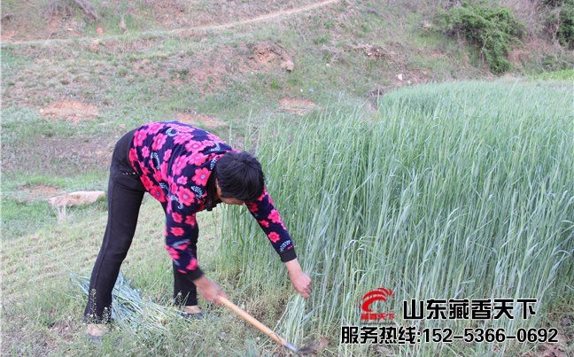 西藏林芝藏香猪养殖