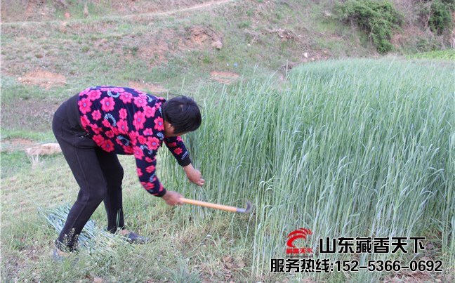 西藏藏香猪养殖过程