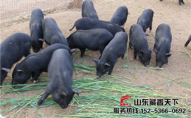 西藏香猪养殖场