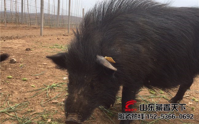 西藏藏香猪营养价值