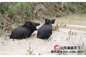 藏香猪猪苗（公猪30斤）