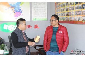 河北石家庄李总考察订购藏香猪