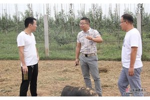 河南信阳叶总考察订购藏香猪