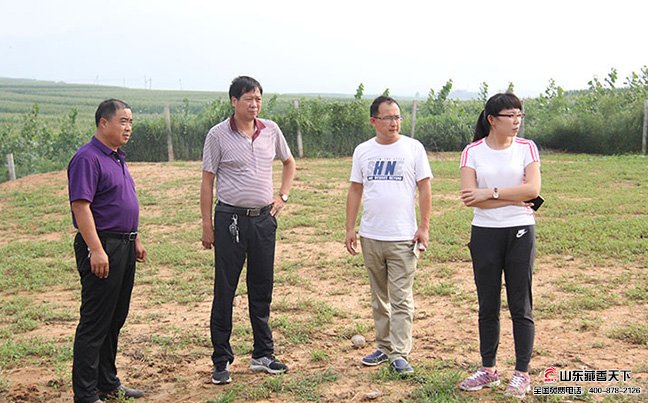 客户参观合作社养殖户的藏香猪