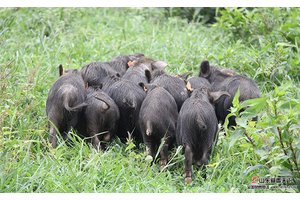 藏香猪猪苗（母猪30斤）